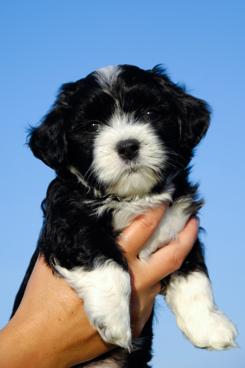 black and white Cavapoo puppy