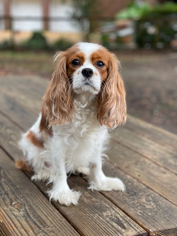 KoKo the Black and Tan Cavalier, 100% DNA clear
