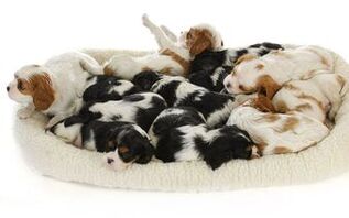 Litter of Cavalier King Charles Spaniel Puppies - Blenheim and TriColor